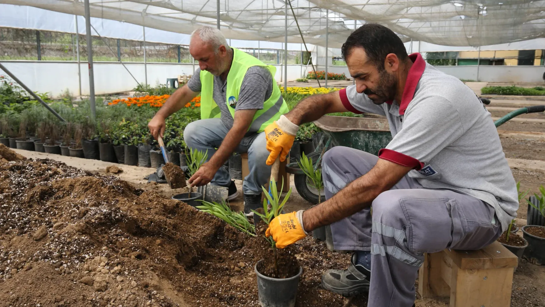 ÜRETKEN BELEDİYECİLİK ANLAYIŞIYLA 250 BİN MEVSİMLİK ÇİÇEK ÜRETİLDİ
